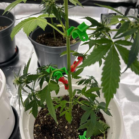 Pink Rozay Automatic growlog timeline photo