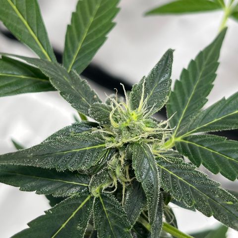 Jack Herer Automatic growlog timeline photo