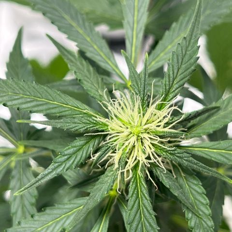 Pink Rozay Automatic growlog timeline photo