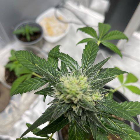Purple Haze Automatic growlog timeline photo
