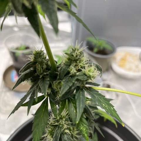 Purple Haze Automatic growlog timeline photo