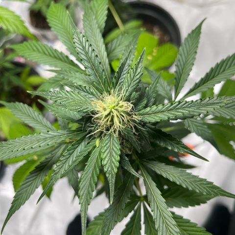 Pink Rozay Automatic growlog timeline photo