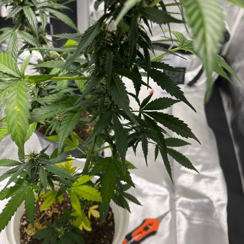 Pink Rozay Automatic growlog timeline photo