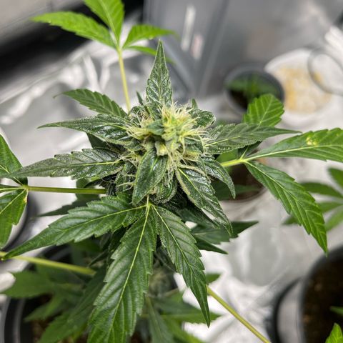Jack Herer Automatic growlog timeline photo