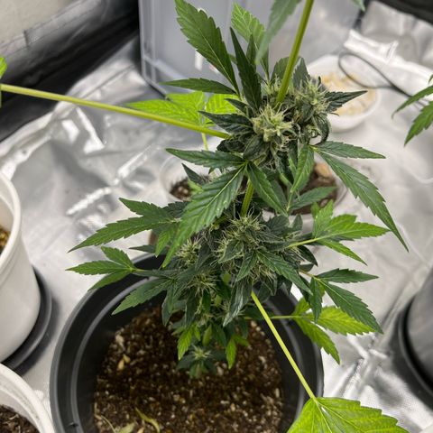 Jack Herer Automatic growlog timeline photo