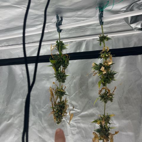 Purple Haze Automatic growlog timeline photo