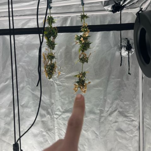 Jack Herer Automatic growlog timeline photo