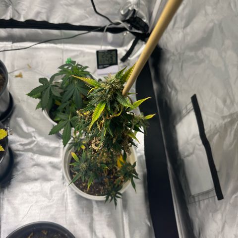 Pink Rozay Automatic growlog timeline photo