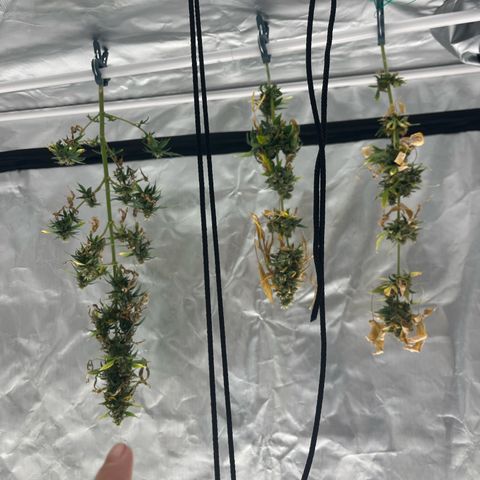 Pink Rozay Automatic growlog timeline photo