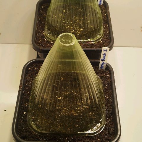 Panty Punch Autoflower growlog timeline photo