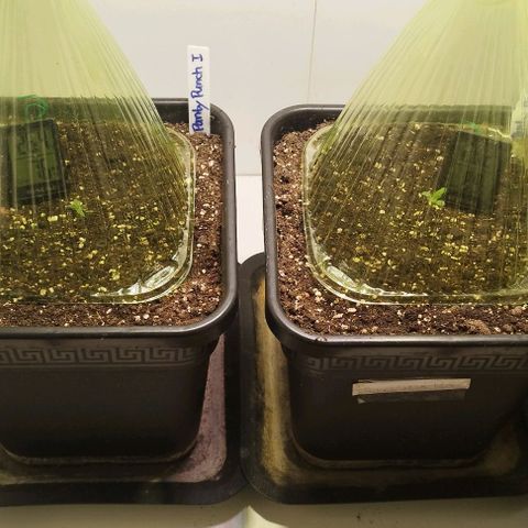 Panty Punch Autoflower growlog timeline photo