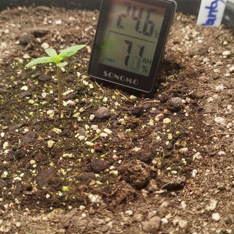 Panty Punch Autoflower growlog timeline photo