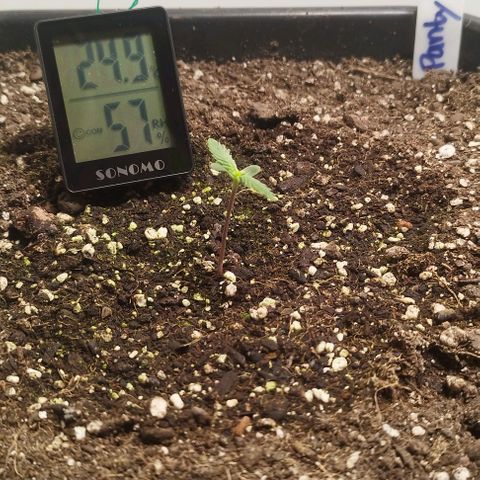 Panty Punch Autoflower growlog timeline photo