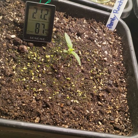 Panty Punch Autoflower growlog timeline photo