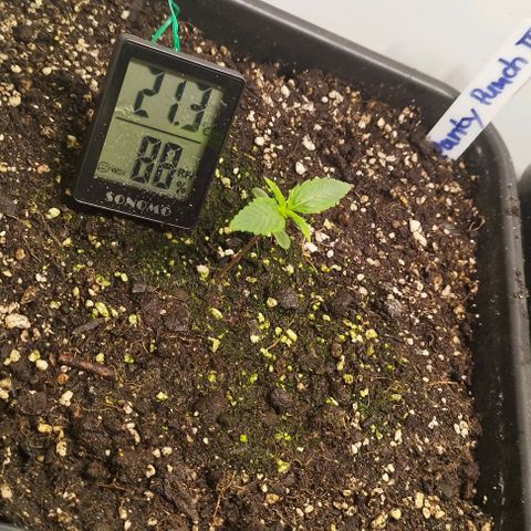 Panty Punch Autoflower growlog timeline photo