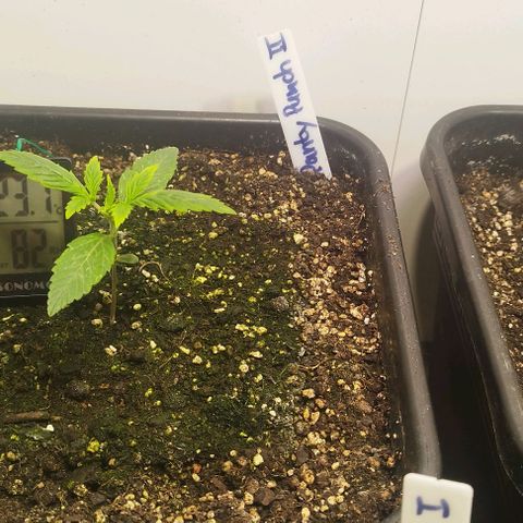 Panty Punch Autoflower growlog timeline photo
