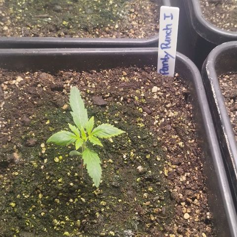 Panty Punch Autoflower growlog timeline photo
