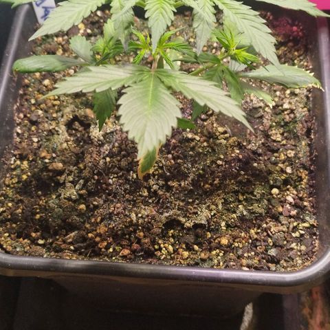 Panty Punch Autoflower growlog timeline photo