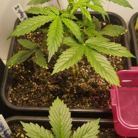 Panty Punch Autoflower growlog timeline photo