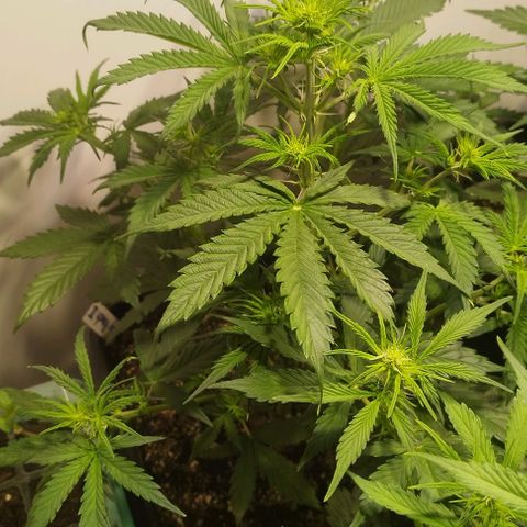 Panty Punch Autoflower growlog timeline photo
