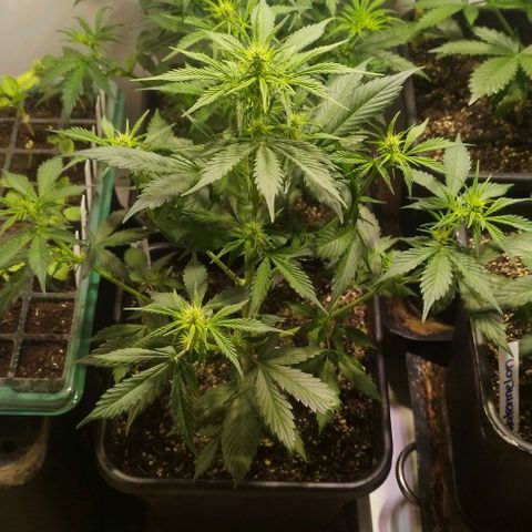 Panty Punch Autoflower growlog timeline photo