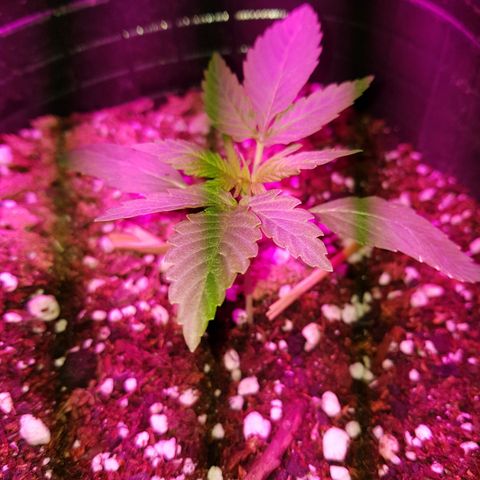 Jack 47 xl auto growlog timeline photo