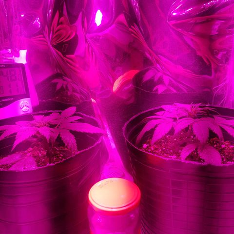 Jack 47 xl auto growlog timeline photo