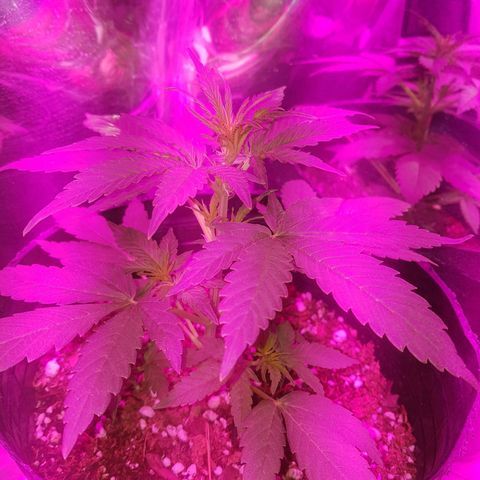 Jack 47 xl auto growlog timeline photo