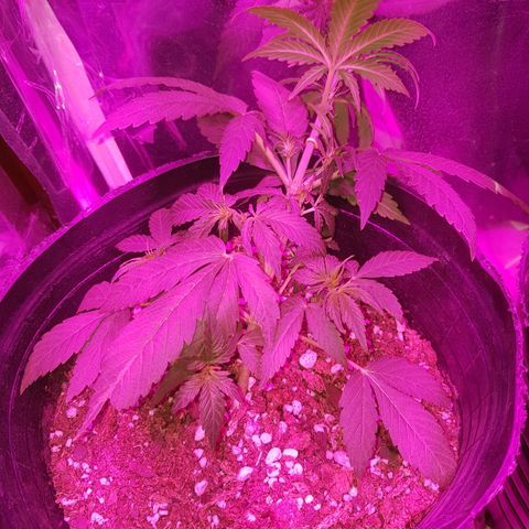 Jack 47 xl auto growlog photo: Lst en ambas plantas