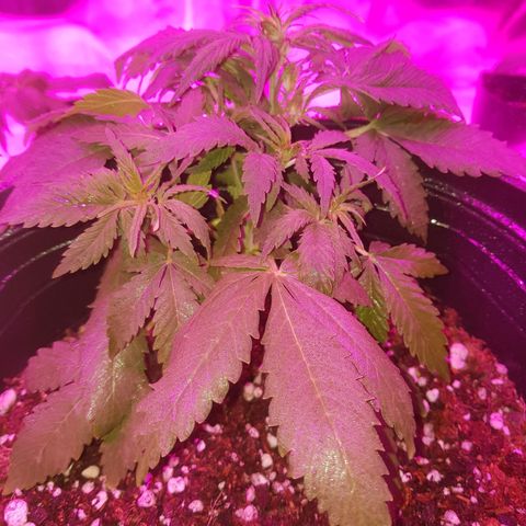 Jack 47 xl auto growlog photo: Jack 2 
