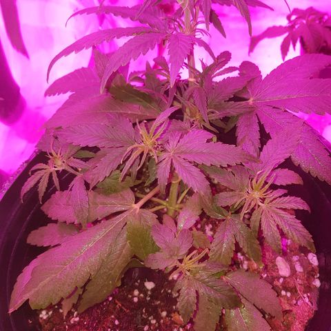 Jack 47 xl auto growlog photo: Jack 1
