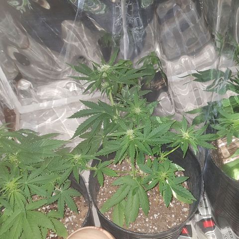 Jack 47 xl auto growlog timeline photo