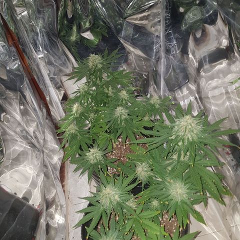 Jack 47 xl auto growlog timeline photo