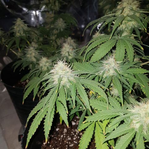 Jack 47 xl auto growlog timeline photo