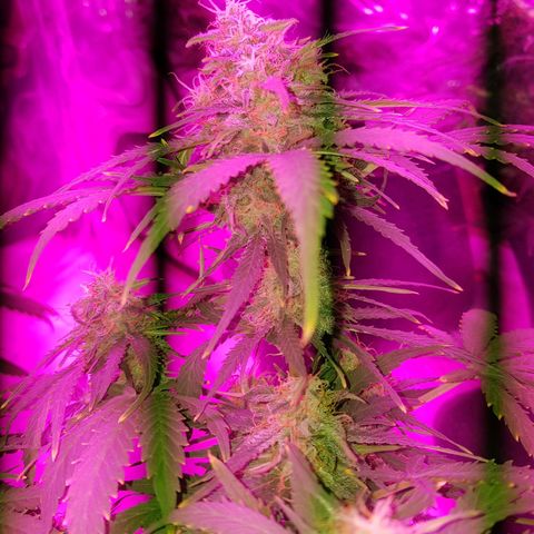 Jack 47 xl auto growlog timeline photo
