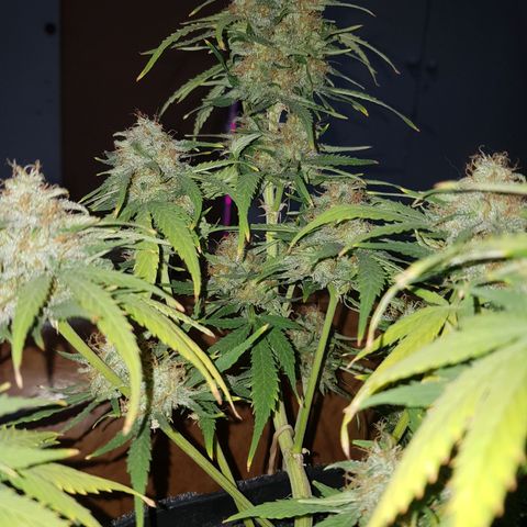 Jack 47 xl auto growlog photo: Empieza etapa de secado en closet humedad diaria de 30 