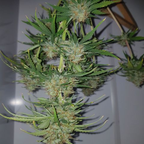 Jack 47 xl auto growlog photo: Empieza etapa de secado en closet humedad diaria de 30 