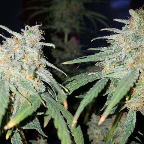 Jack 47 xl auto growlog photo: Empieza etapa de secado en closet humedad diaria de 30 