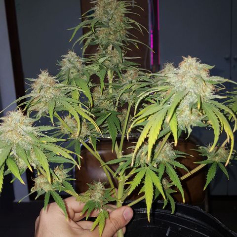 Jack 47 xl auto growlog photo: Empieza etapa de secado en closet humedad diaria de 30 