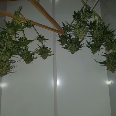 Jack 47 xl auto growlog photo: Empieza etapa de secado en closet humedad diaria de 30 