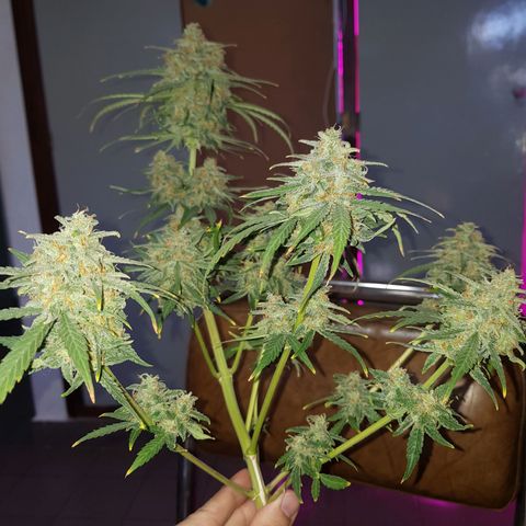 Jack 47 xl auto growlog photo: Empieza etapa de secado en closet humedad diaria de 30 