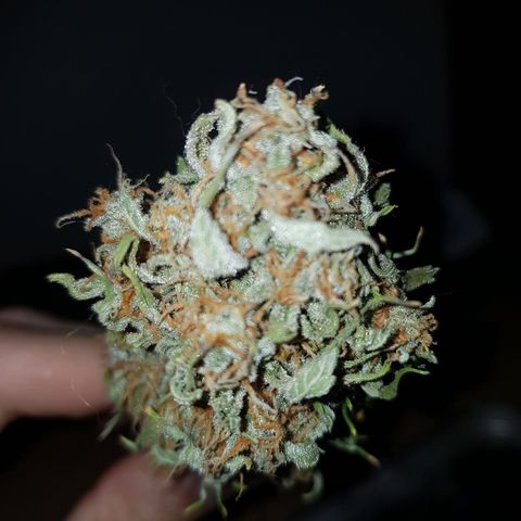 Jack 47 xl auto growlog timeline photo