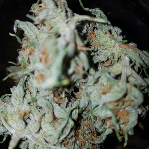 Jack 47 xl auto growlog timeline photo
