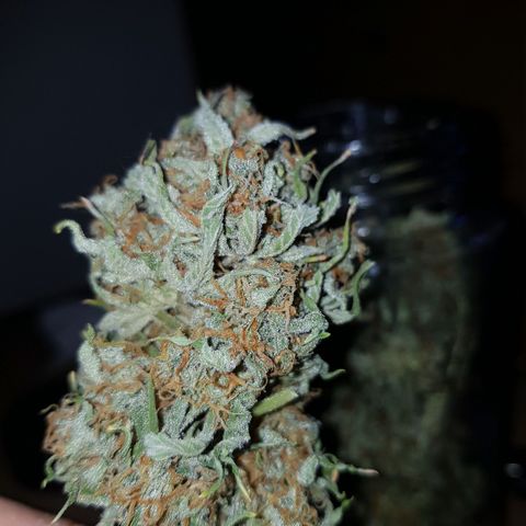 Jack 47 xl auto growlog timeline photo