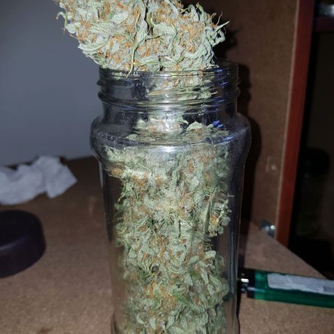 Jack 47 xl auto growlog timeline photo