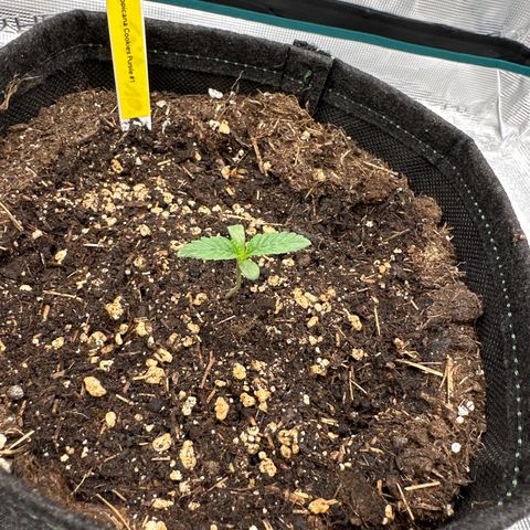 Tropicana Cookies Purple #1 growlog timeline photo