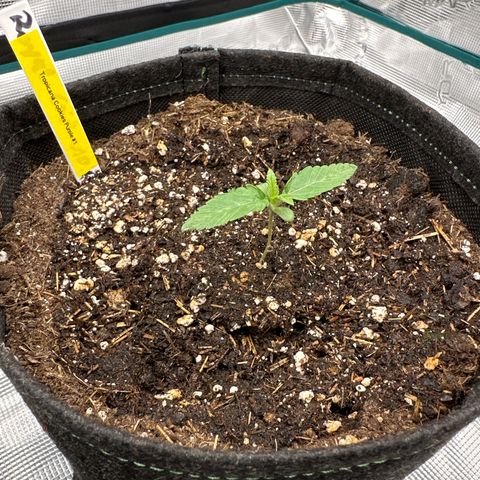 Tropicana Cookies Purple #1 growlog timeline photo