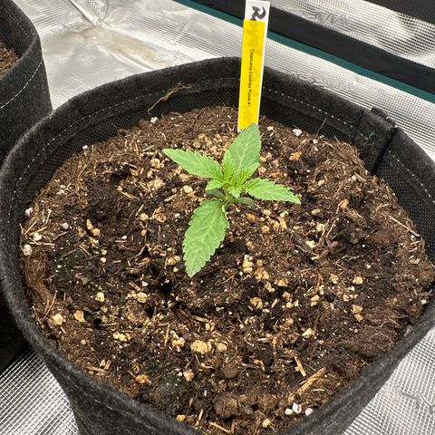 Tropicana Cookies Purple #1 growlog timeline photo