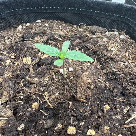 Tropicana Cookies Purple #2 growlog timeline photo