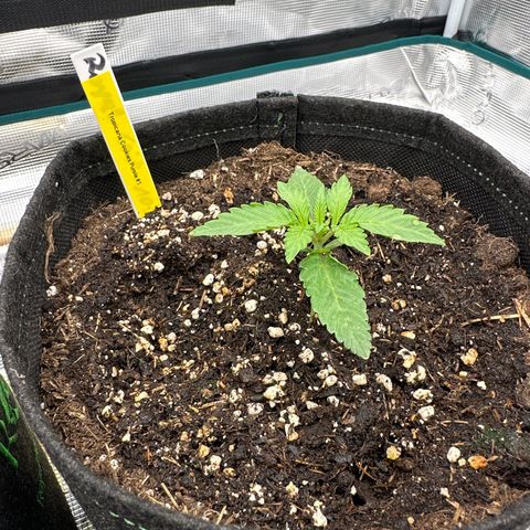 Tropicana Cookies Purple #1 growlog timeline photo